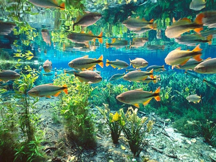 Bonito Adventure